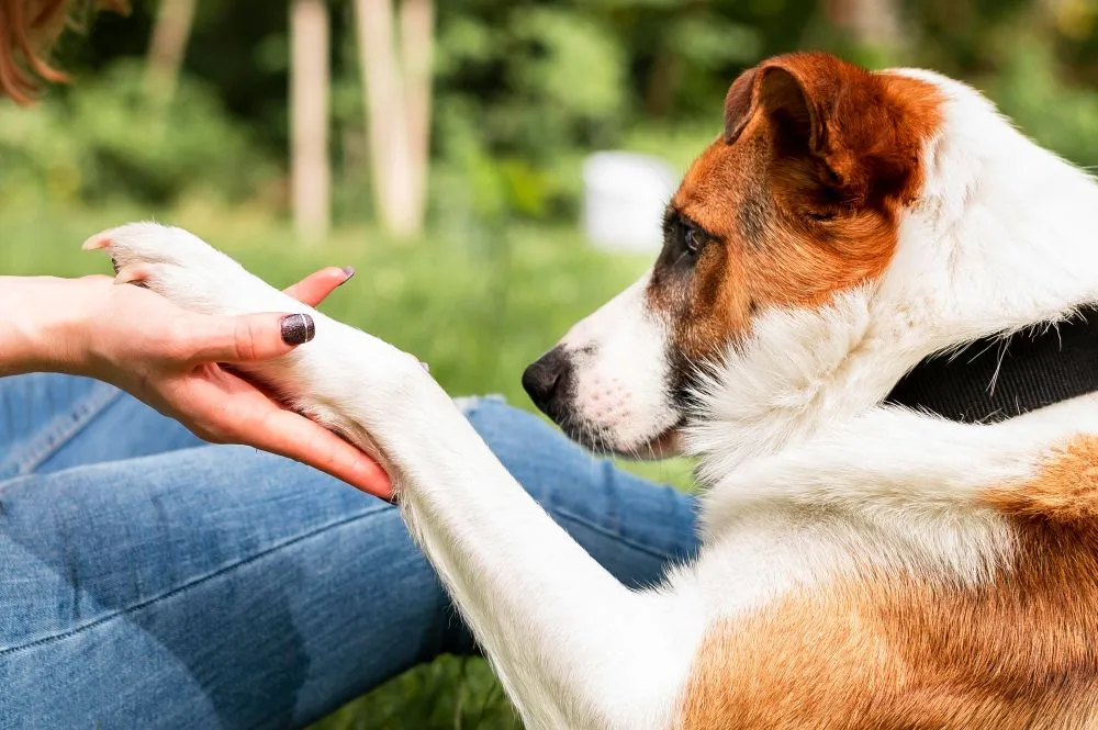 Improving your relationship with your dog.