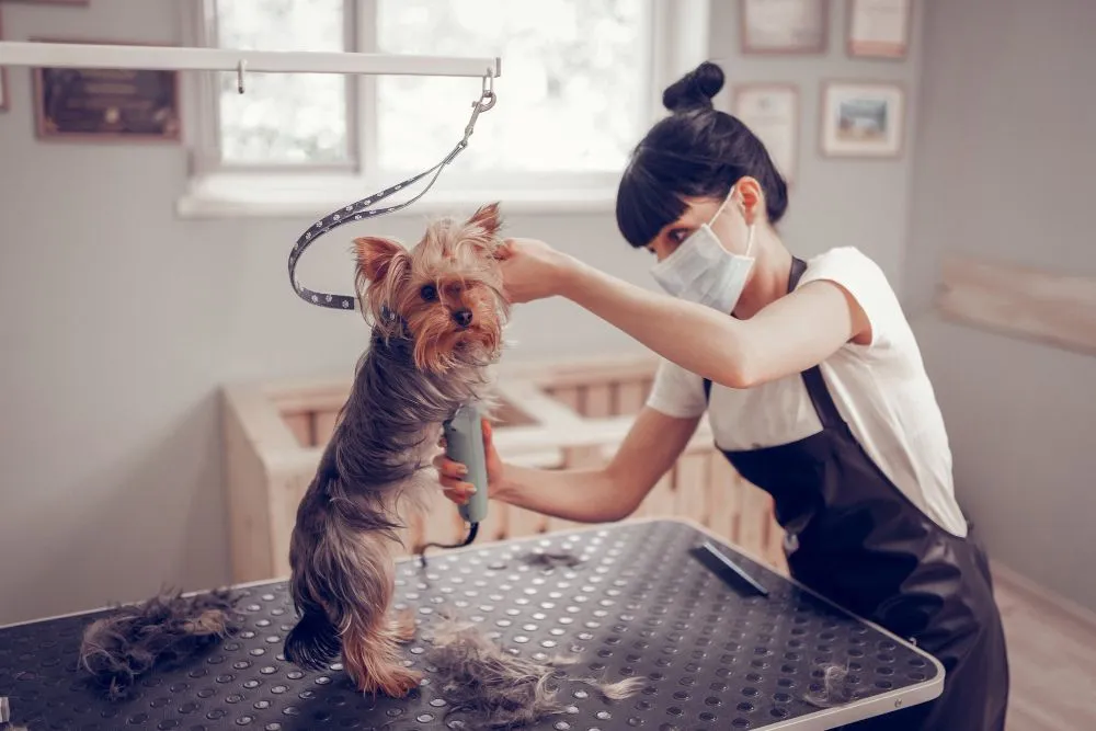 Groomer using an electric shaver on a dog