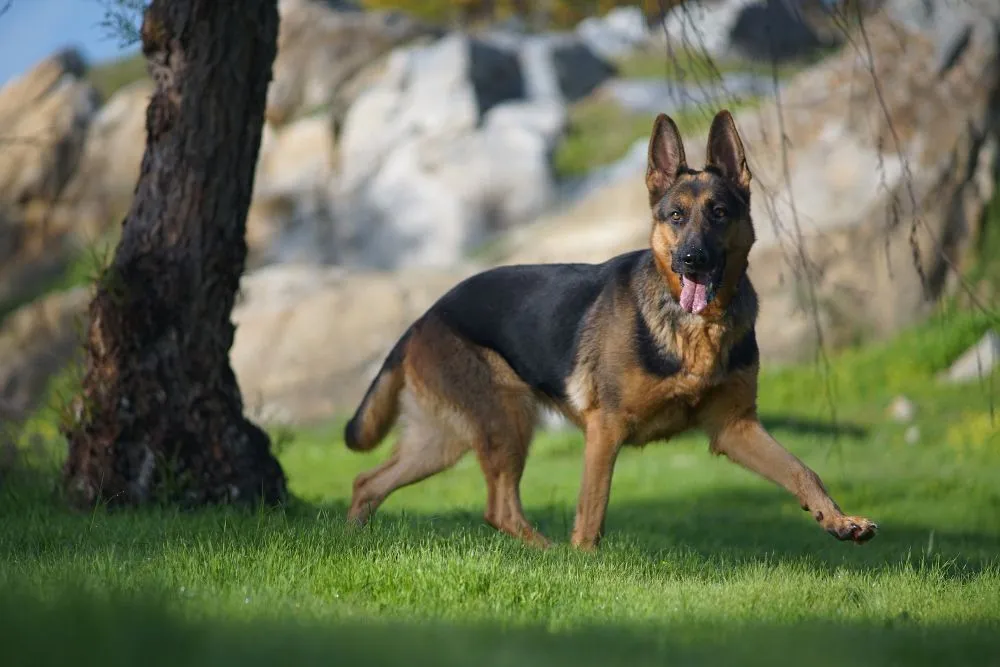 German shepherd running through the grass