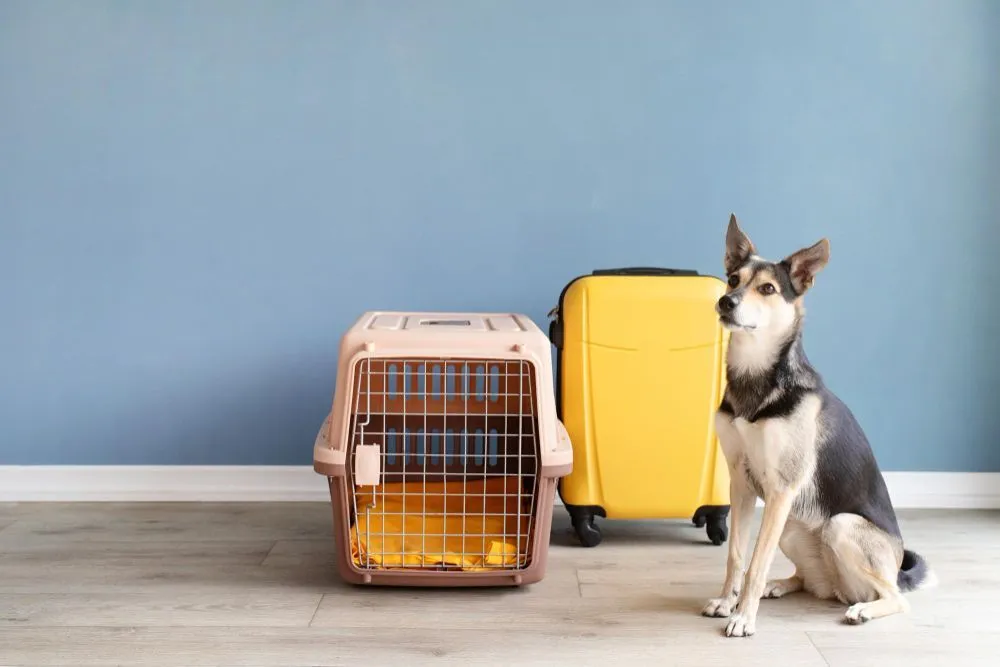 Dog sitting beside a travel pet carrier