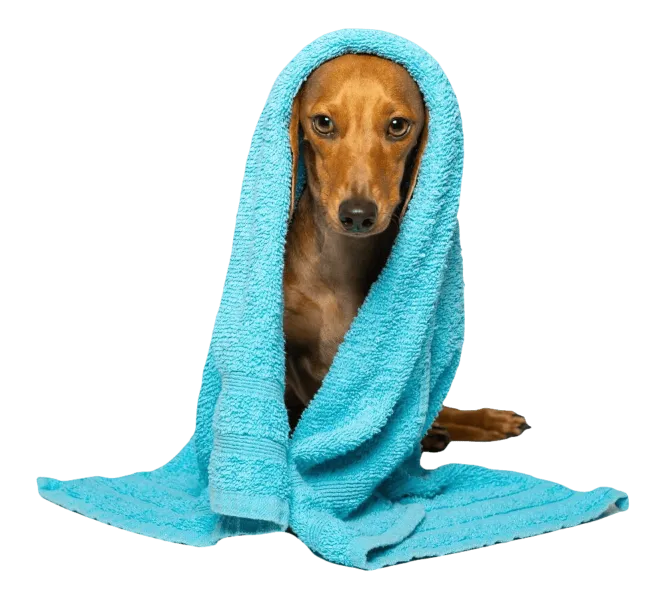 Dog Grooming