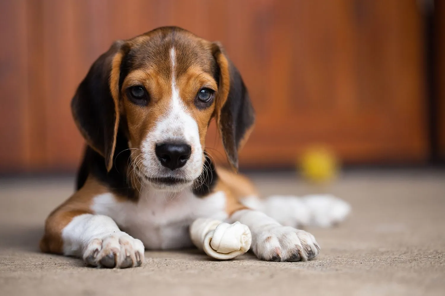 Beagle enjoying a treat