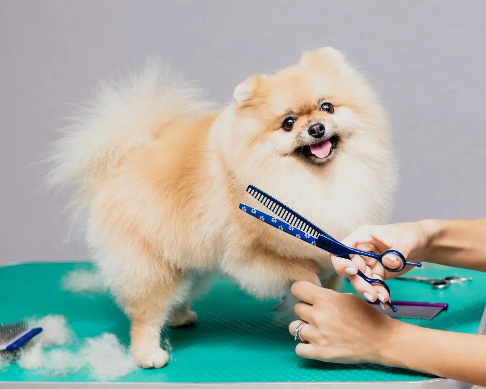 Better experiences at the vet.