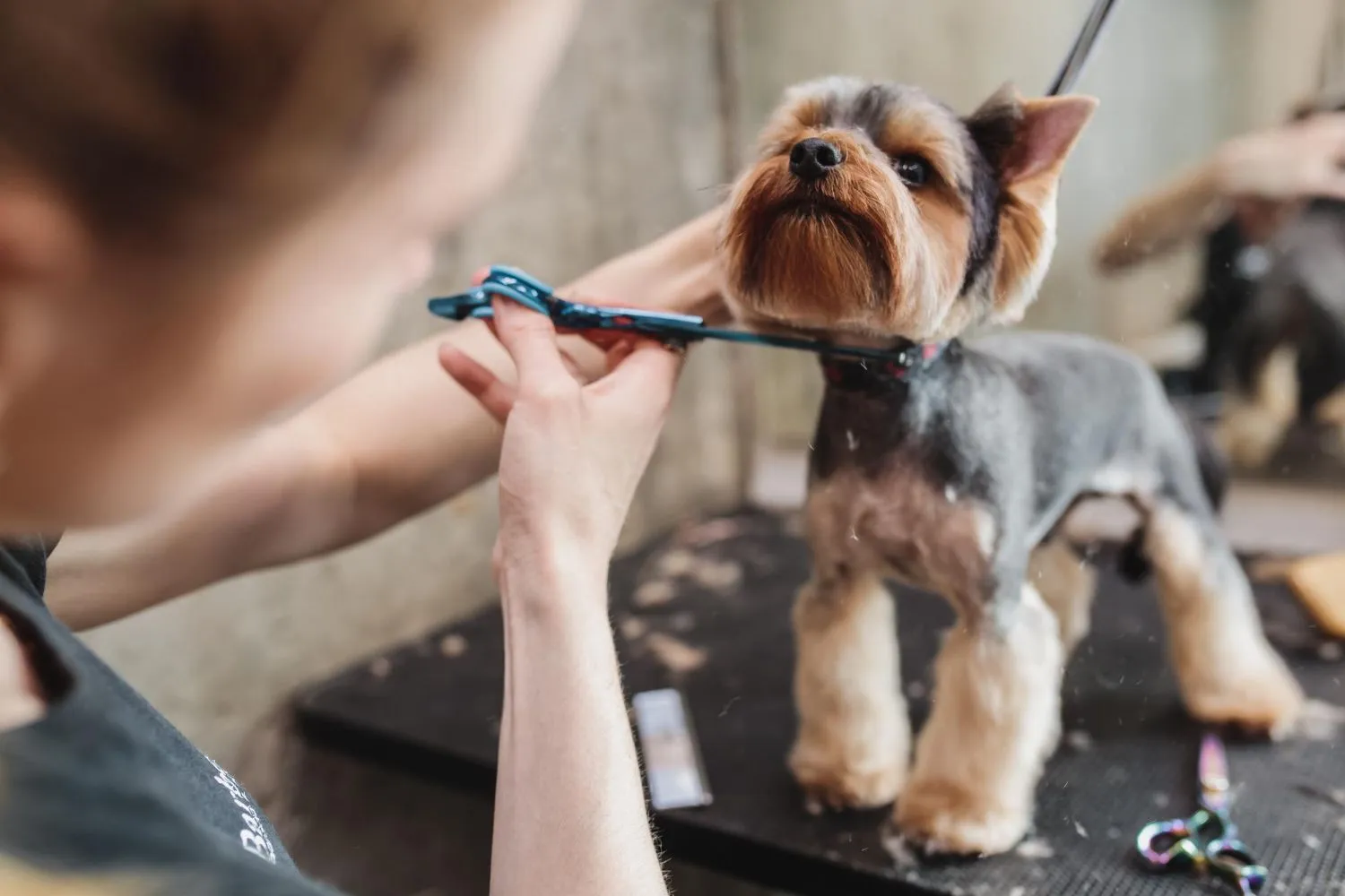 Dog Grooming