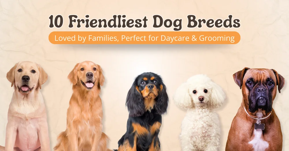 10 Friendliest Dog Breeds