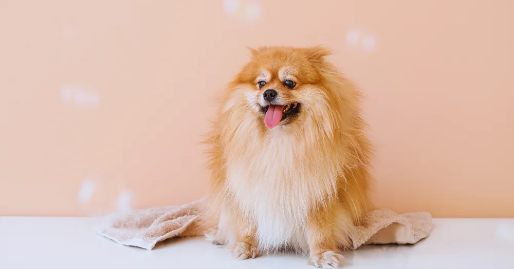 3 Ways Logan’s House Prepares Dogs for a Relaxing Grooming Session