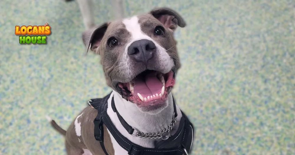 Happy dog smiling during playtime at Logan’s House dog daycare in Gurnee, IL