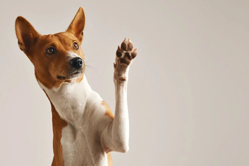 Why Obedience Training is Important