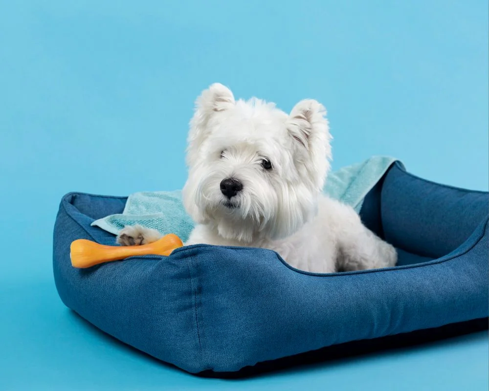 The Benefits of Dog Boarding