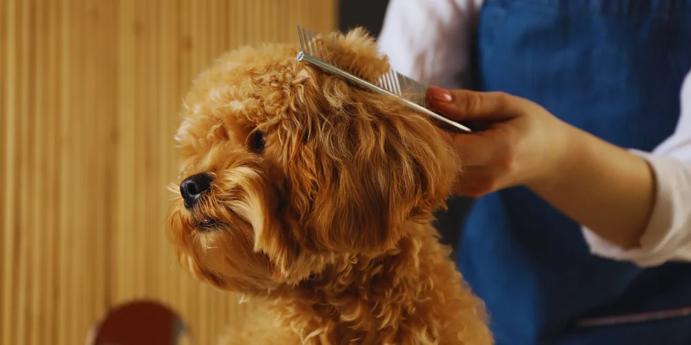 Aggressive dog while grooming