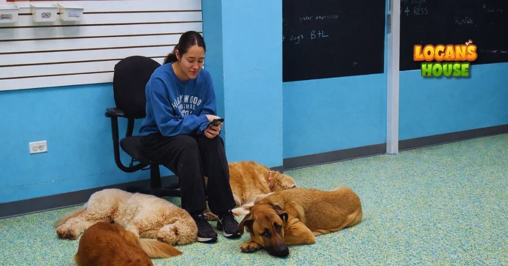 Are dog boarding kennels safe?