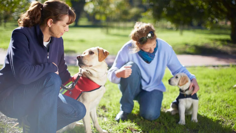 How to Implement Balanced Training Techniques in Daily Dog Walks