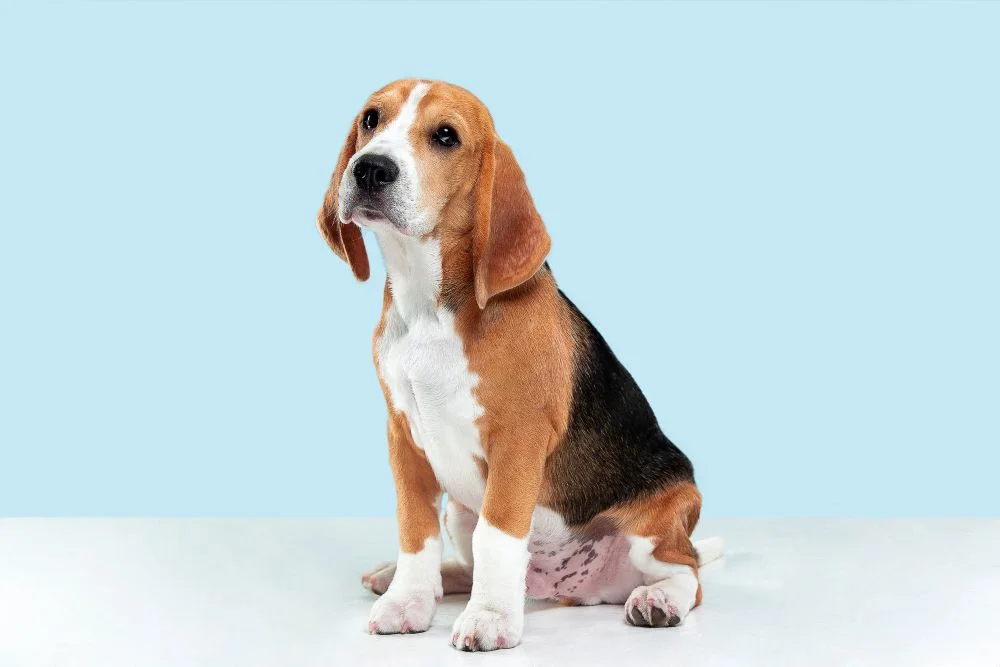 Is a Beagle The Right Dog For You?