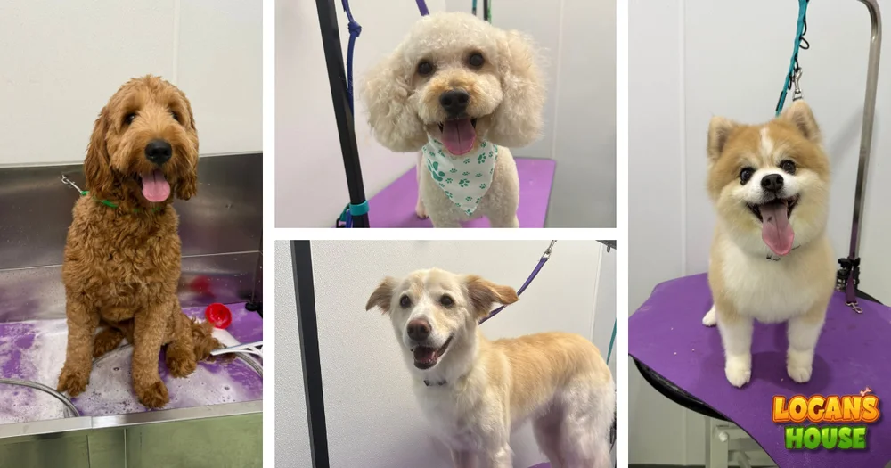 Happy dogs after grooming at Logan’s House dog grooming salon in Gurnee, IL