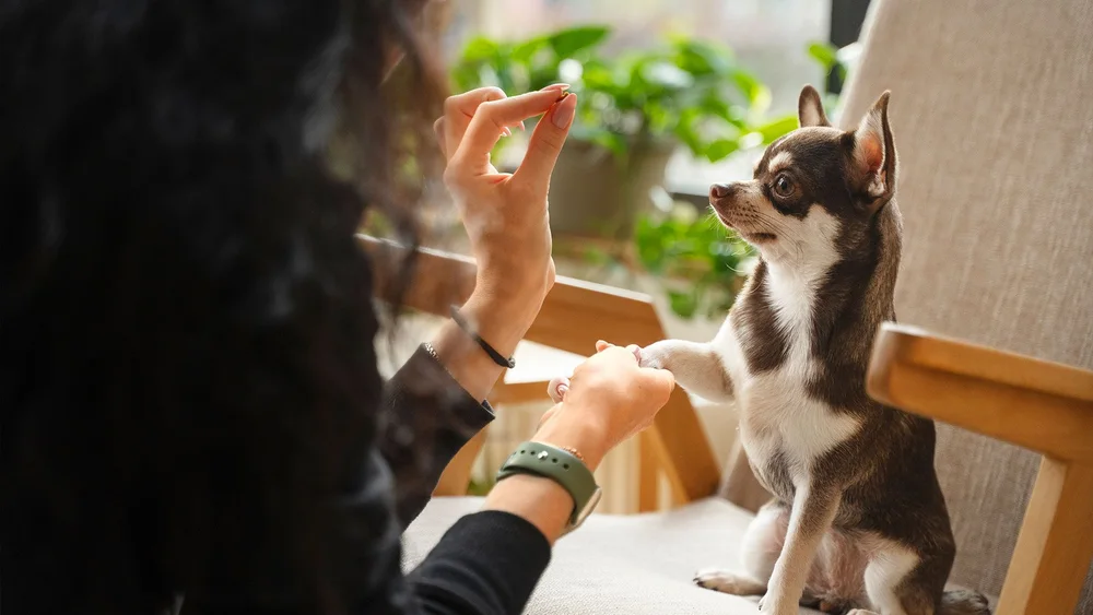 Steering Clear of a Big Bite: A Guide to Finding Cheap Dog Daycare Options
