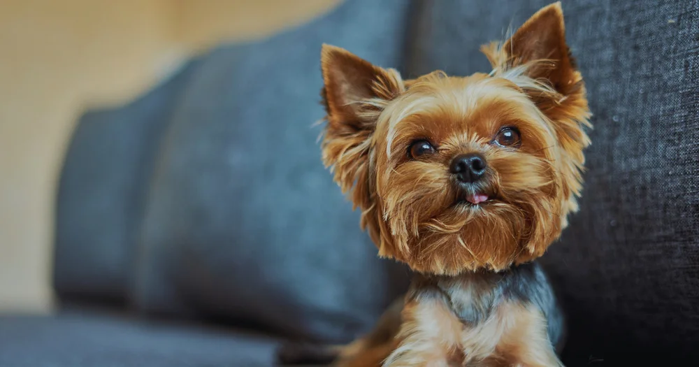 Kennel-Free Boarding vs. Traditional Kennels: What’s Best for Your Dog?