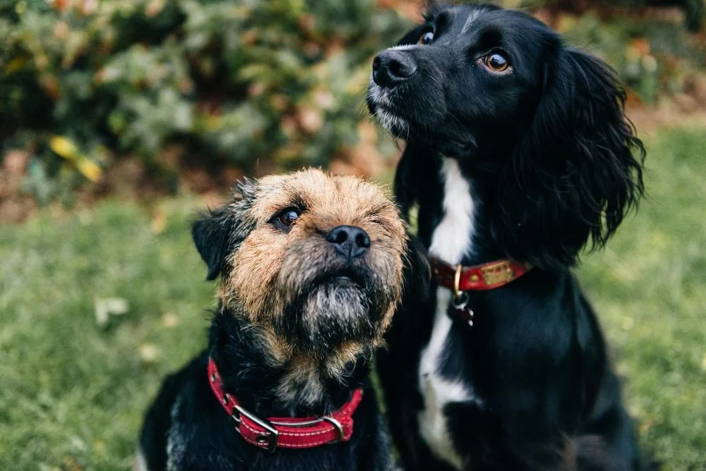 How to Socialize Your Puppy