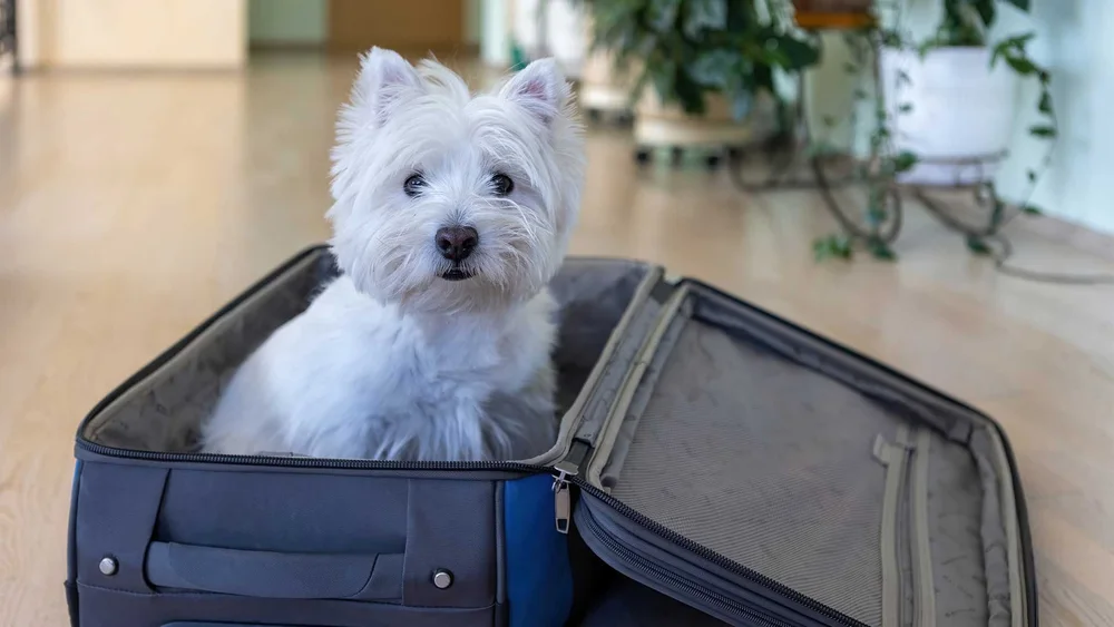 Dog Boarding Essentials: What Every Pet Parent Needs to Know
