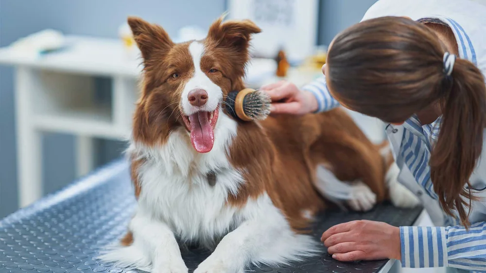 Unveiling the Secrets of Professional Dog Care: Insider Insights