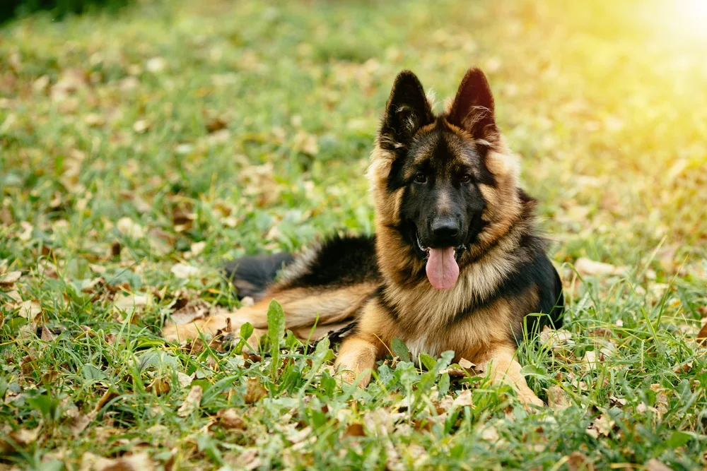 Is a German Shepherd The Right Dog For You?