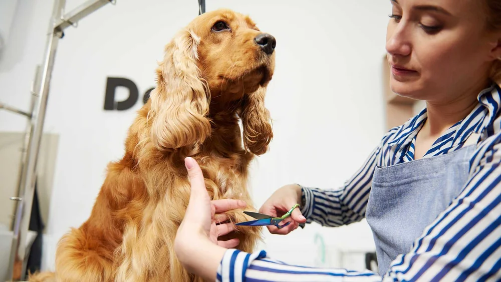 Health and Safety Protocols Every Dog Grooming Business Should Follow