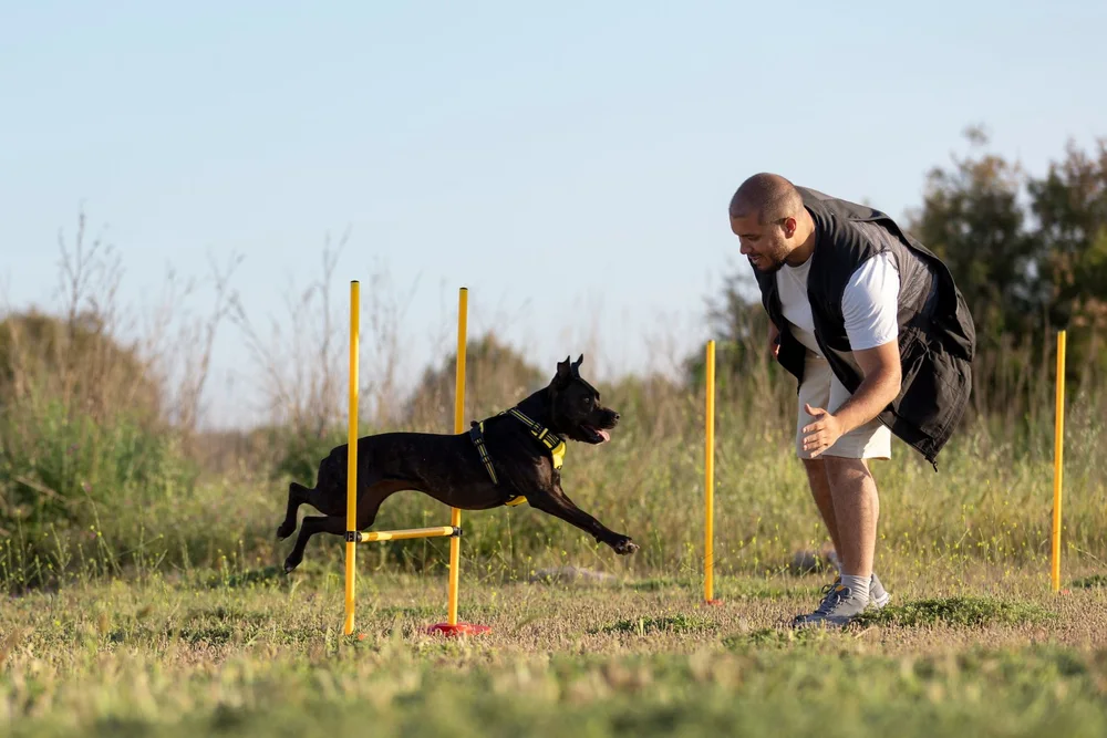 The Road to a Well-Behaved Pup: Local Dog Training and Boarding Solutions