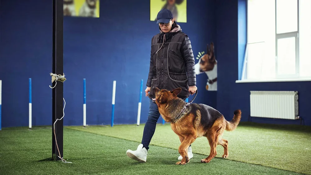 The Benefits of Enrolling Your Puppy in Dog Training Classes