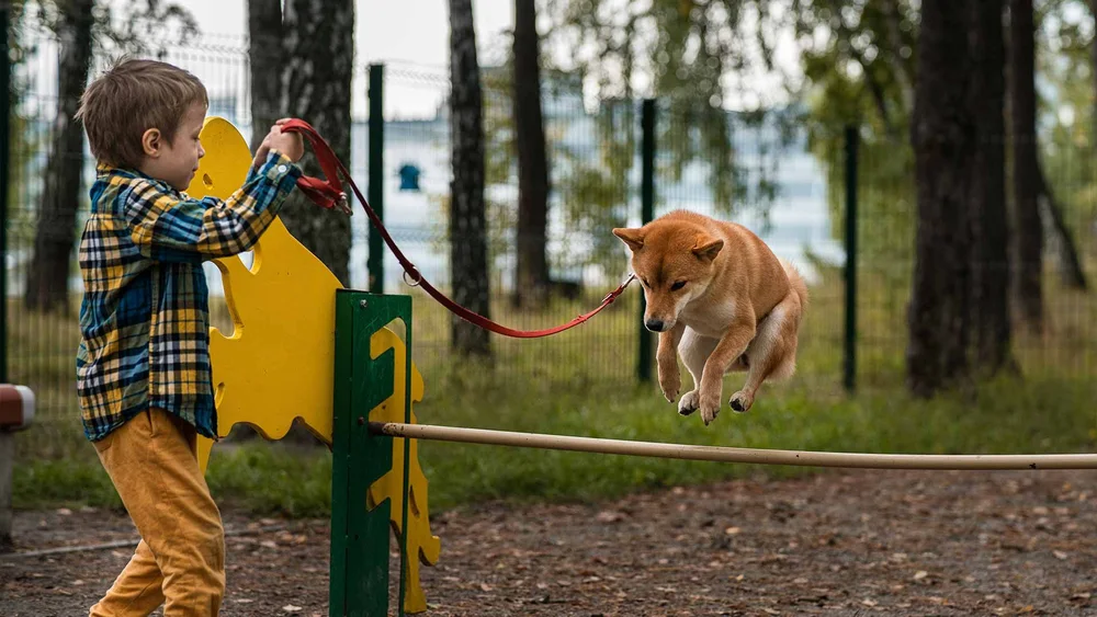 The Benefits of Personalized Dog Training: How It Can Transform Your Pet's Behavior