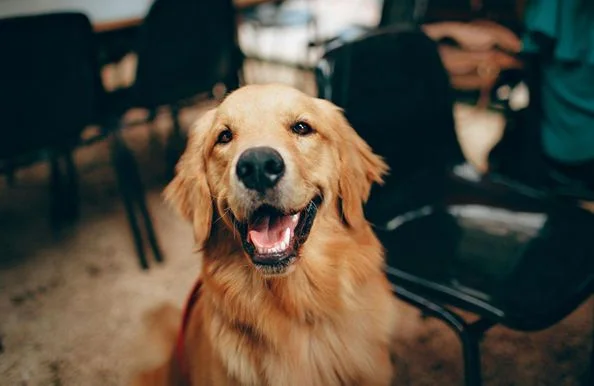 Ensure Your Pet's Happiness with a Sitter By Taking These Steps Into Consideration