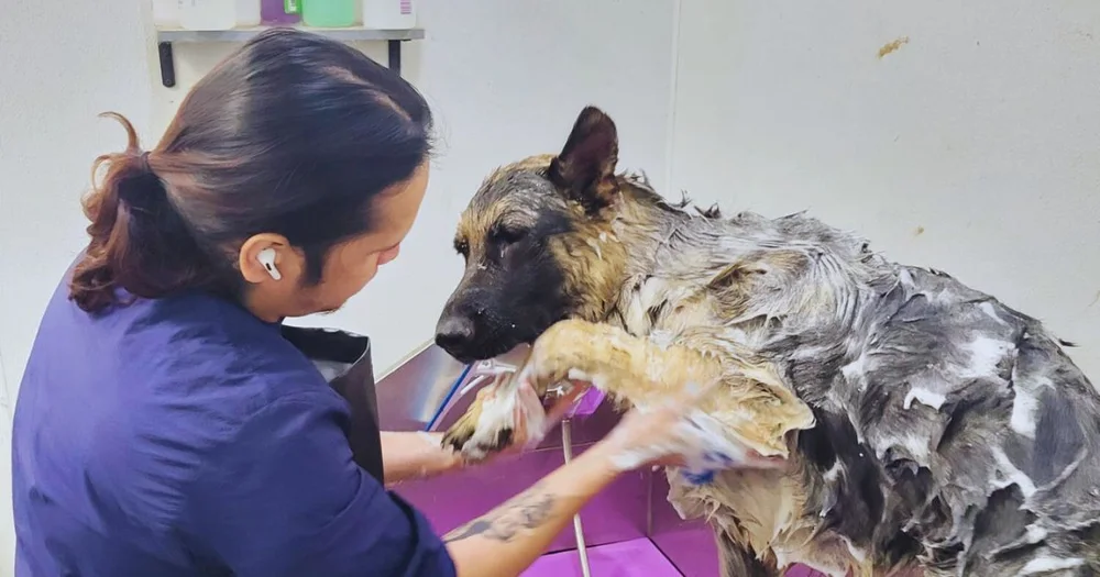 Fear-Free Grooming: How Logan’s House Makes Spa Day Stress-Free for Your Pup