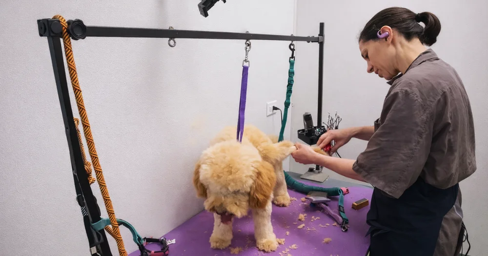 Eco-Friendly Grooming at Logan’s House: Sustainable Products and Water-Saving Techniques