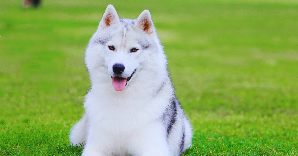From Shaved to Furry Again: How to Help Your Husky’s Coat Grow Back Safely