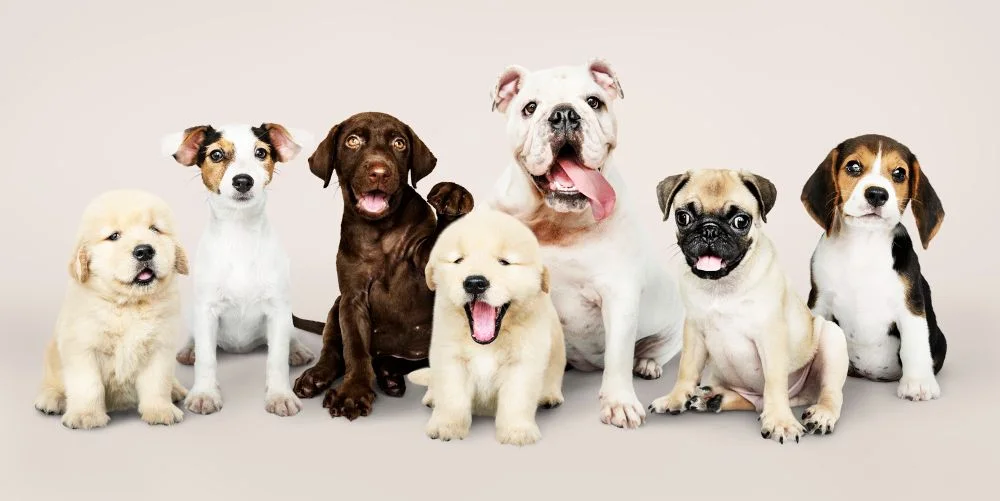 Which Breeds Have the Best Temperament?