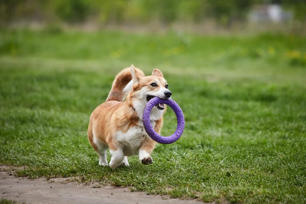Benefits Of Dog Daycare