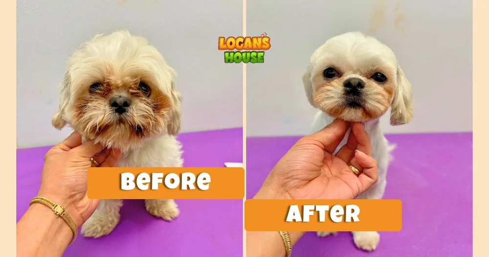 How Often Should Your Dog Be Groomed? A Breed-Specific Guide