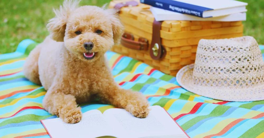 How to prep your small dog for daycare transitions.