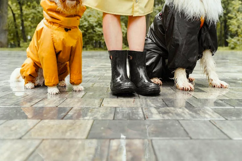 How to Start Your Pet-Care Business Today