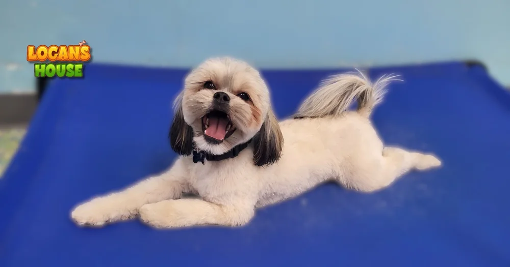 Is dog daycare safe?