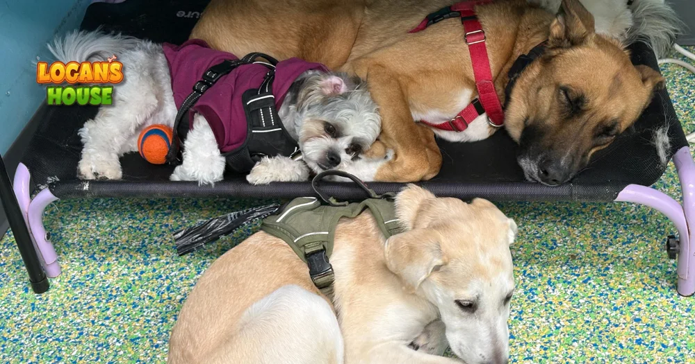 Is dog daycare stressful for dogs?
