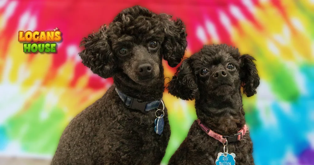 Is Dog Daycare Right for Your Pup? A Parent’s Guide to Daycare, Grooming, Boarding & Training in Gurnee, IL