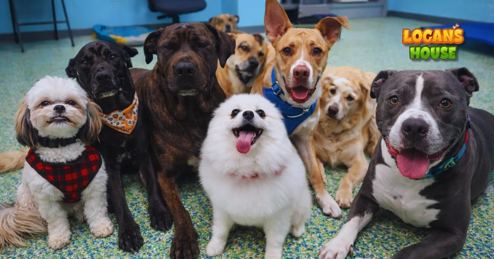 Is it safe to send my dog to day care?