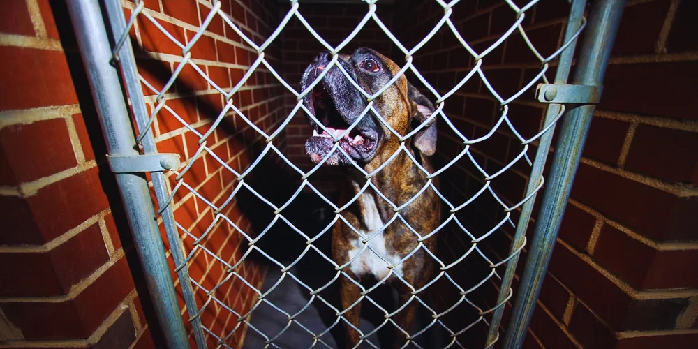 Is Your Dog Stressed in Kennels? Try Home-Like Boarding Alternatives