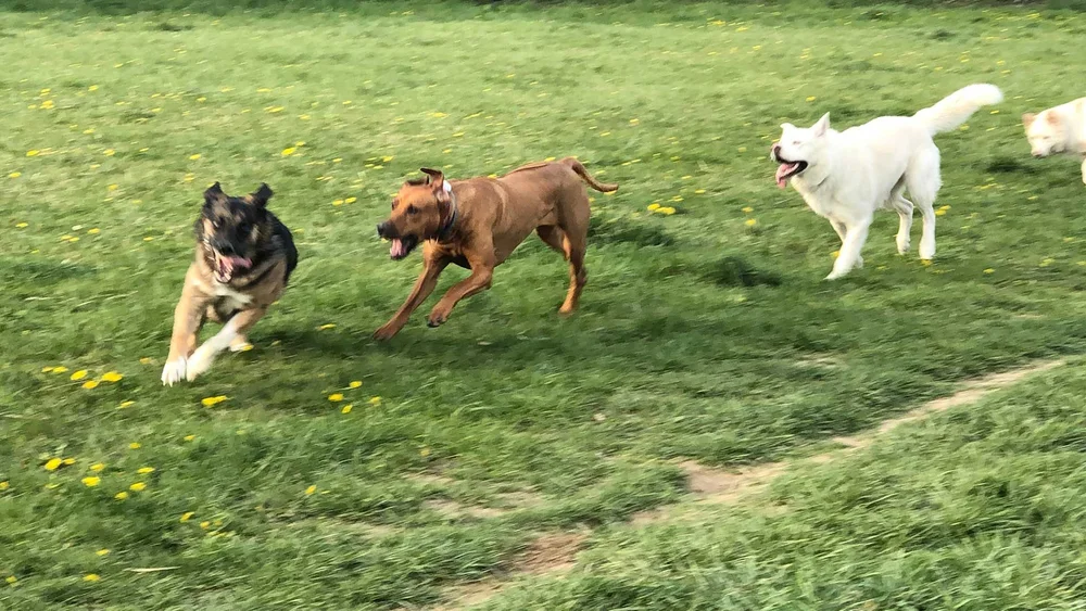 Kennel-Free Dog Boarding: A Stress-Free Holiday Solution for Your Furry Friend