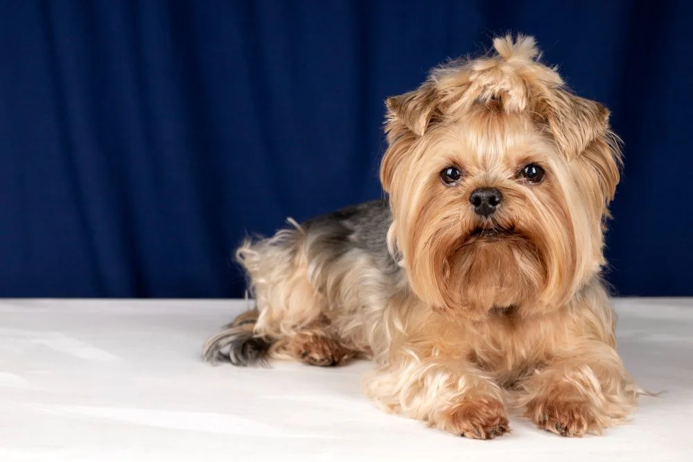 How to Groom a Yorkshire Terrier