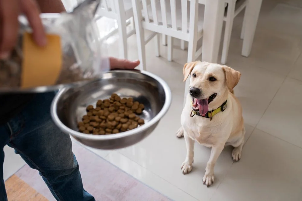 Health And Safety Advice For Pet Owners