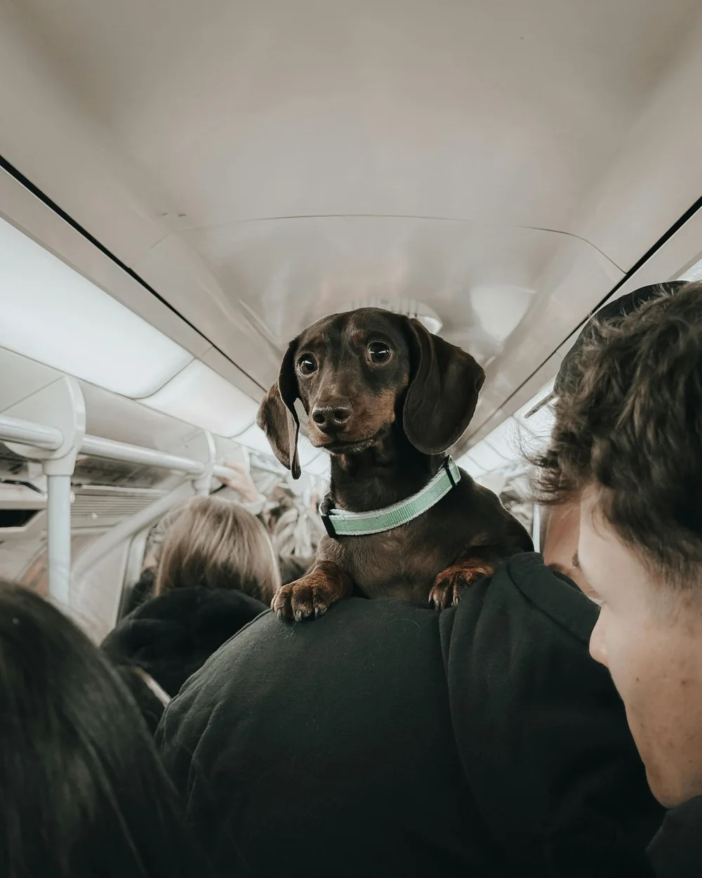 The Secret Language of Your Dog: What Their Body Is Telling You