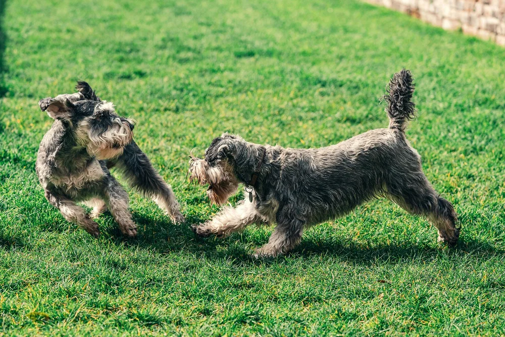 How Doggy Daycare Supports Social Skills and Confidence