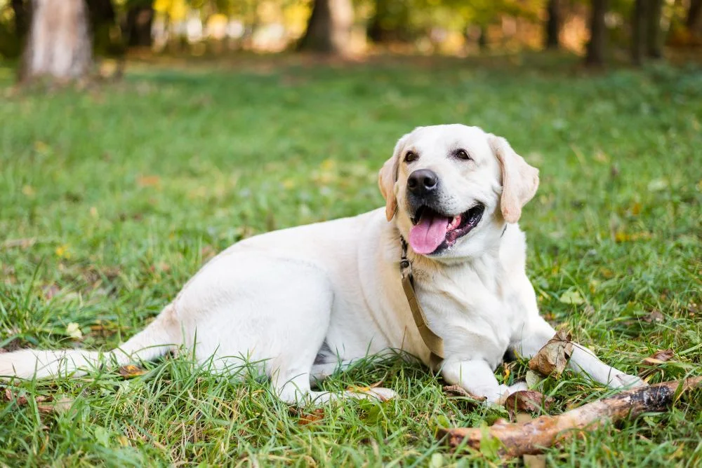 Is a Labrador Retriever The Right Dog For You?