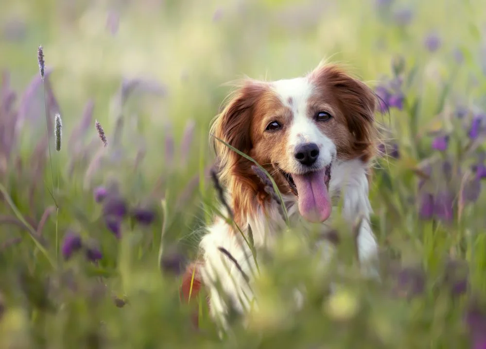 Tips Every Dog Owner Should Know