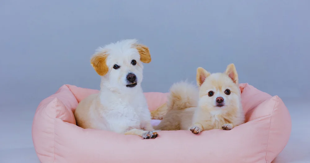 Setting Your Dog Up for Separation and Confinement Success